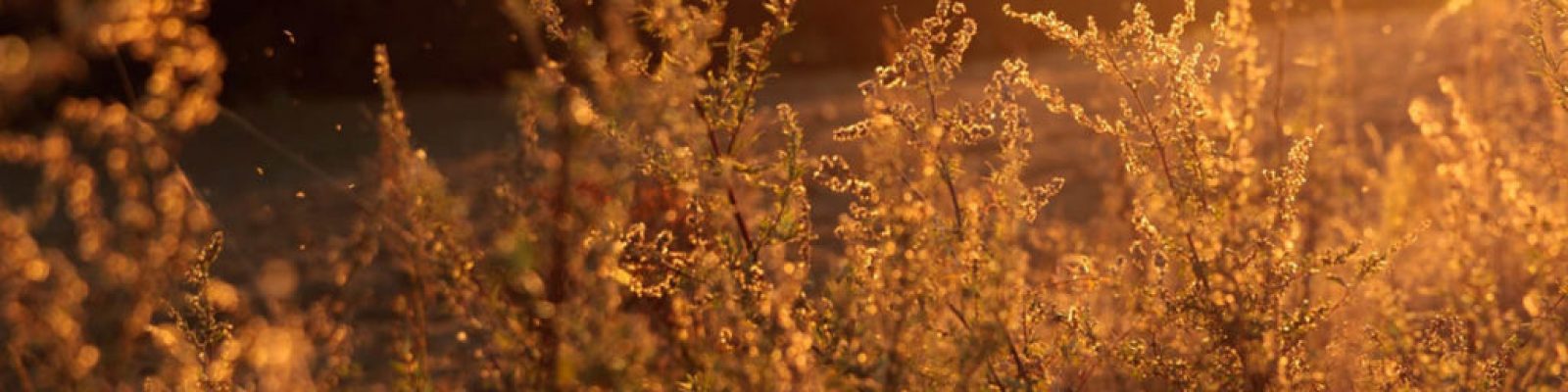 Allergie-1024x768-1