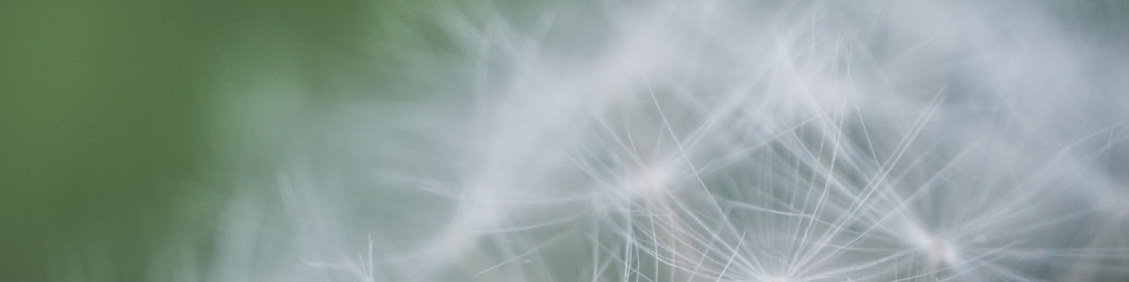 pollen